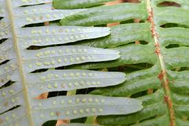 Image result for Pteris linearis