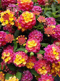 Pin By Katie Brown On Garden Scapes Flower Landscape Colorful Garden Wonderful Flowers