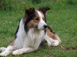 Border Collie Sachsen Collie Dog Sable Border Collie Collie