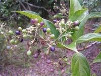 Image result for Gaertnera paniculata