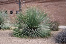 Image result for Sphaeranthus chandleri