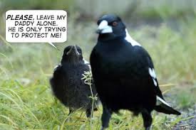 Magpies undoubtedly eat other birds. Avoiding Magpie Swooping Season Misunderstood Australian Magpie