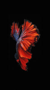 Apple Ios9 Fish Live Background Dark Red Wallpaper Hd Iphone Apple Wallpaper Iphone Fish Wallpaper Iphone Iphone 6s Wallpaper