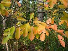 The species are unusual in having three distinct leaf patterns on the same plant: Sassafras Albidum Sassafras North Carolina Extension Gardener Plant Toolbox