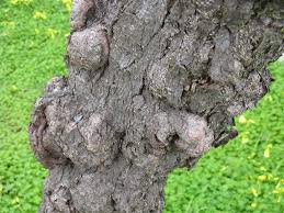 Image result for Prunus × blireana