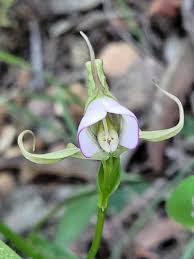 Image result for Disperis kilimanjarica