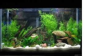 Best Filter For A Freshwater Aquarium Aquarium Betta Tank Tropical Fish Tanks