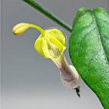 Image result for Ceropegia racemosa