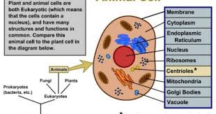 Plant Cells Vs Animal Cells With Diagrams Animal Cell Plant And Animal Cells Cell Diagram