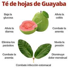 🍵 Descubre los Sorprendentes Beneficios del Té de Hoja de Guayaba 🍵 En Exito Fresh Market, estamos emocionados de presentarte uno de los tesoros naturales más saludables: el té de hoja de