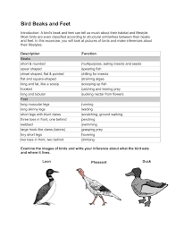 Bop Feet And Beak Adaptations Answer Key