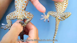 Bertutur tentang tumbuhan liar yg biasa hidup di pematang sawah. How To Tell If A Gecko Is Male Or Female Youtube