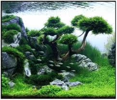 Includes showcase of fellow aquascapers' works on iwagumi, natural style, dutch style. Top 10 Aquascaping Tips From Marineandreef Com