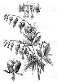 11 Signs You Re In Love With Bleeding Heart Flower Illustration Bleeding Heart Flower Bleeding Heart Antique Illustration