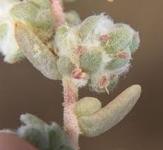 Image result for Chenolea