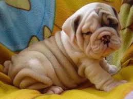 This pup is a descendant of the robust and athletic fighting dogs popular in england in the as a result, the french adopted this smaller bulldog as one of their own. Buy Sell Bulldog Puppies Online Adopt A Bulldog In India