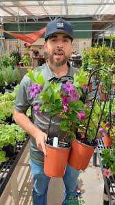 Image result for Mandevilla