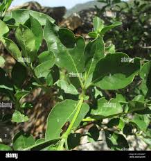 Image result for Pavetta gardeniifolia