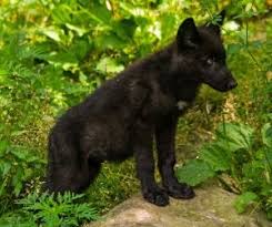Beautiful Black And Brown Wolf Help Our Wolf Pups Need A Name Black Wolf Wolf Pup Puppies