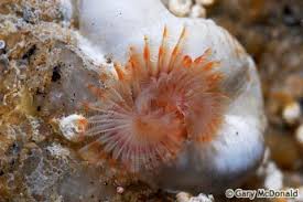 Image result for Rotala serpiculoides