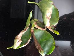 I bought a chinese evergreen. Lilac Leaves Turning Brown And Curling 591944 Ask Extension