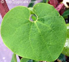 Image result for Aristolochia hockii