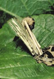 Image result for Psyche casta