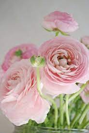 Vintage Shabby Pink Beautiful Flowers Flowers Ranunculus Flowers