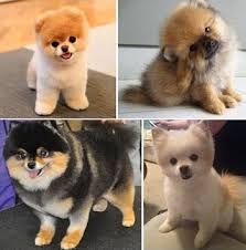 Teddy bear pomeranian breeders near me. Teddy Bear Pomeranian The Dog That Surely Melts Your Heart
