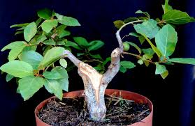 Image result for Ficus sur
