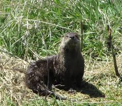 The largest otter is the giant otter. An Animal You Otter Know Deschutes Land Trust