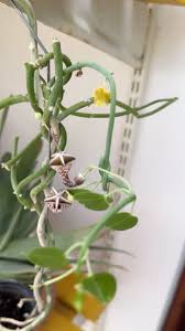 Image result for Ceropegia haygarthii