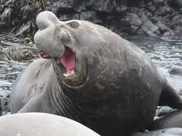 Check spelling or type a new query. Gajah Laut Spesies Anjing Laut Terbesar Yang Memiliki Belalai Wanaswara