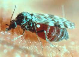 Termite swarmers (the flying termite reproductives) are actually a darker color, not white. Biting Midges Public Health And Medical Entomology Purdue Biology Entomology Insects Ticks Diseases Monitoring Control Hot Topics Agriculture Extension