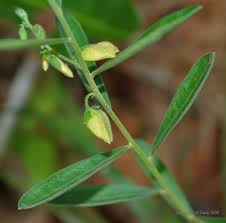 Image result for Polygala latipetala