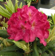 Rhododendron Kazimierz Wielki Royal Scarlet Alppiruusu