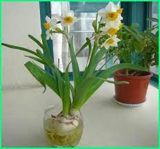 Tanaman hias yang hidup di air berikutnya adalah teratai, keturunan genus nymphaea alba. 12 Tanaman Hias Yang Bisa Hidup Di Dalam Air Ekor9 Com Tanaman Tanaman Pot Tanaman Indoor