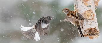 However, do not go with a pellet or bb gun here to scare away a mockingbird in your yard. Who Is The Toughest Bird Feederwatch