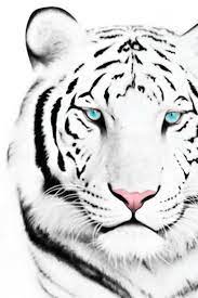 The great collection of white tiger wallpaper hd for desktop, laptop and mobiles. White Tiger Iphone 4 Wallpaper By Supamade09 On Deviantart