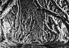 The Dark Hedges Game Of Thrones Location The Kings Road Dark Hedges Game Of Thrones Locations The Darkest