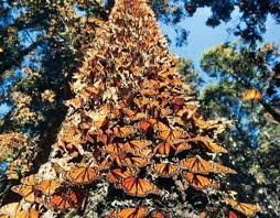 Pin En Butterflies