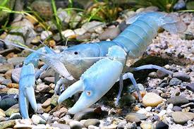 Pin On Crayfish