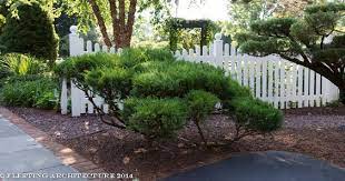 Juniper Pruned As Niwaki Niwaki Pinterest Garden Planning Outdoor Gardens Garden Planning Cloud Pruning