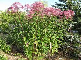 Image result for Pycreus mortonii