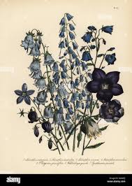 Image result for Wahlenbergia denticulata
