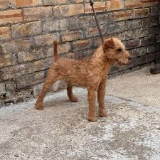 Image result for lakeland teriér