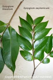 Image result for Syzygium niassense