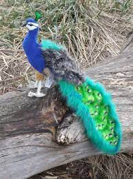 Pin On Peacock Galore
