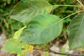 Image result for Hymenodictyon