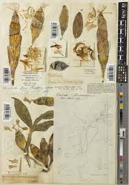 Image result for Platycaulos